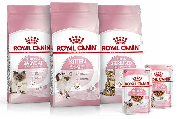 Wat En Hoeveel Moet Een Kitten Eten? | Royal Canin Nederland | Royal Canin  Nl