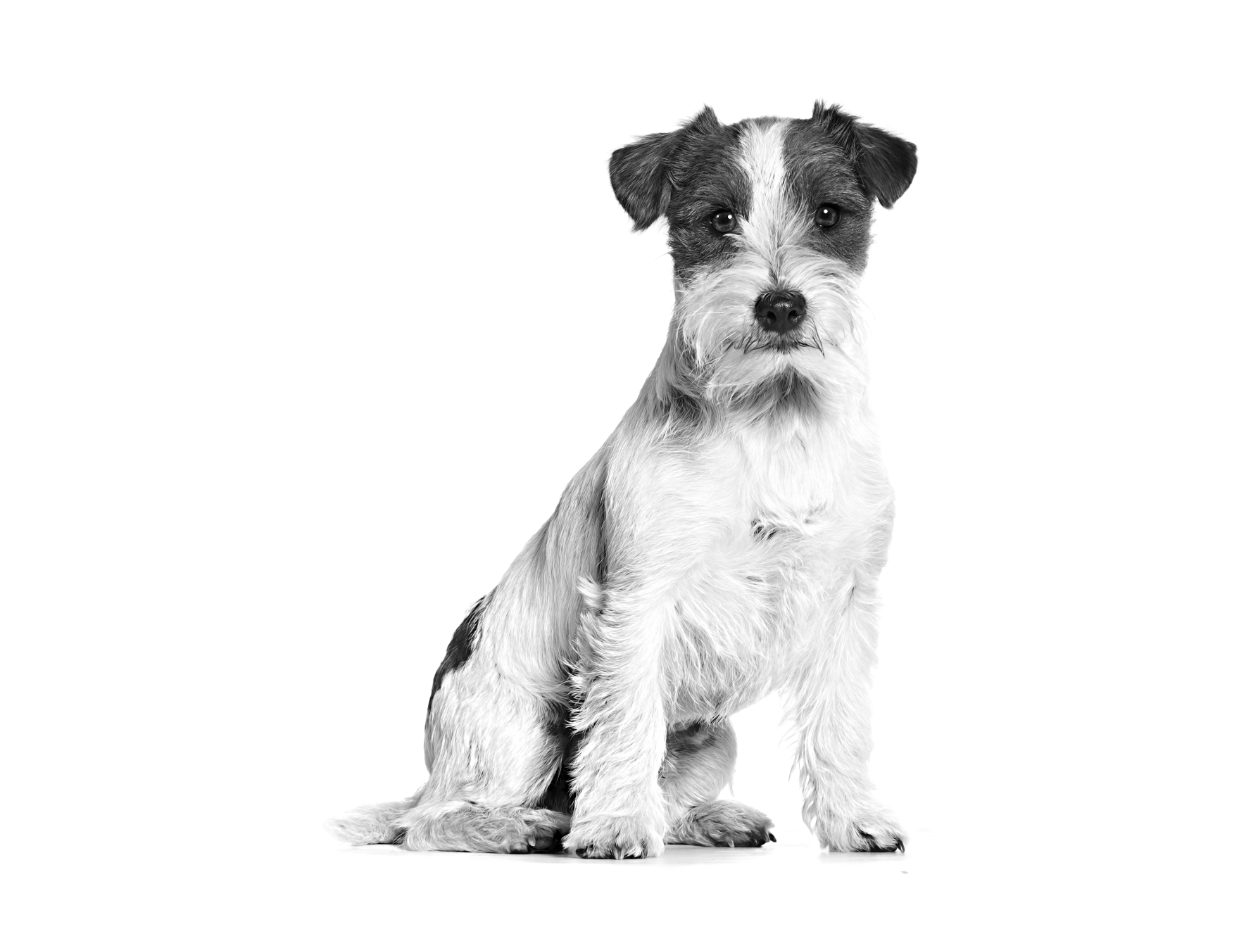 Black and white portrait of a sitting Jack Russell