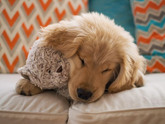 Golden Retriever puppy dog laying on sofa with teddy bear
