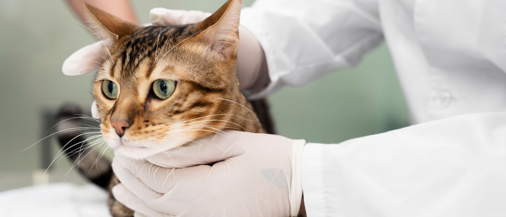 Study reveals that veterinary attention is not sought for over 50% of cat health issues