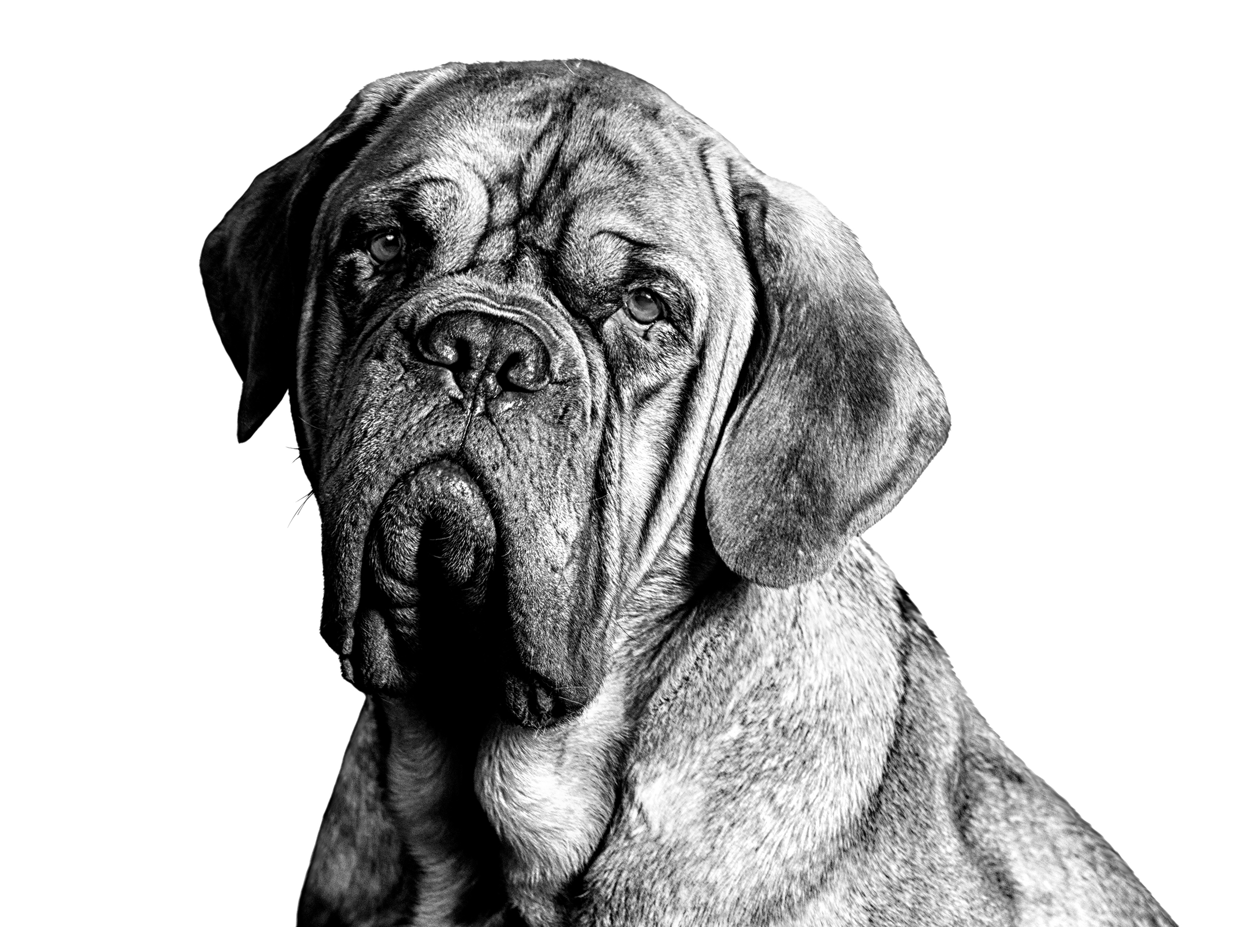 Dogue de Bordeaux adult in black and white