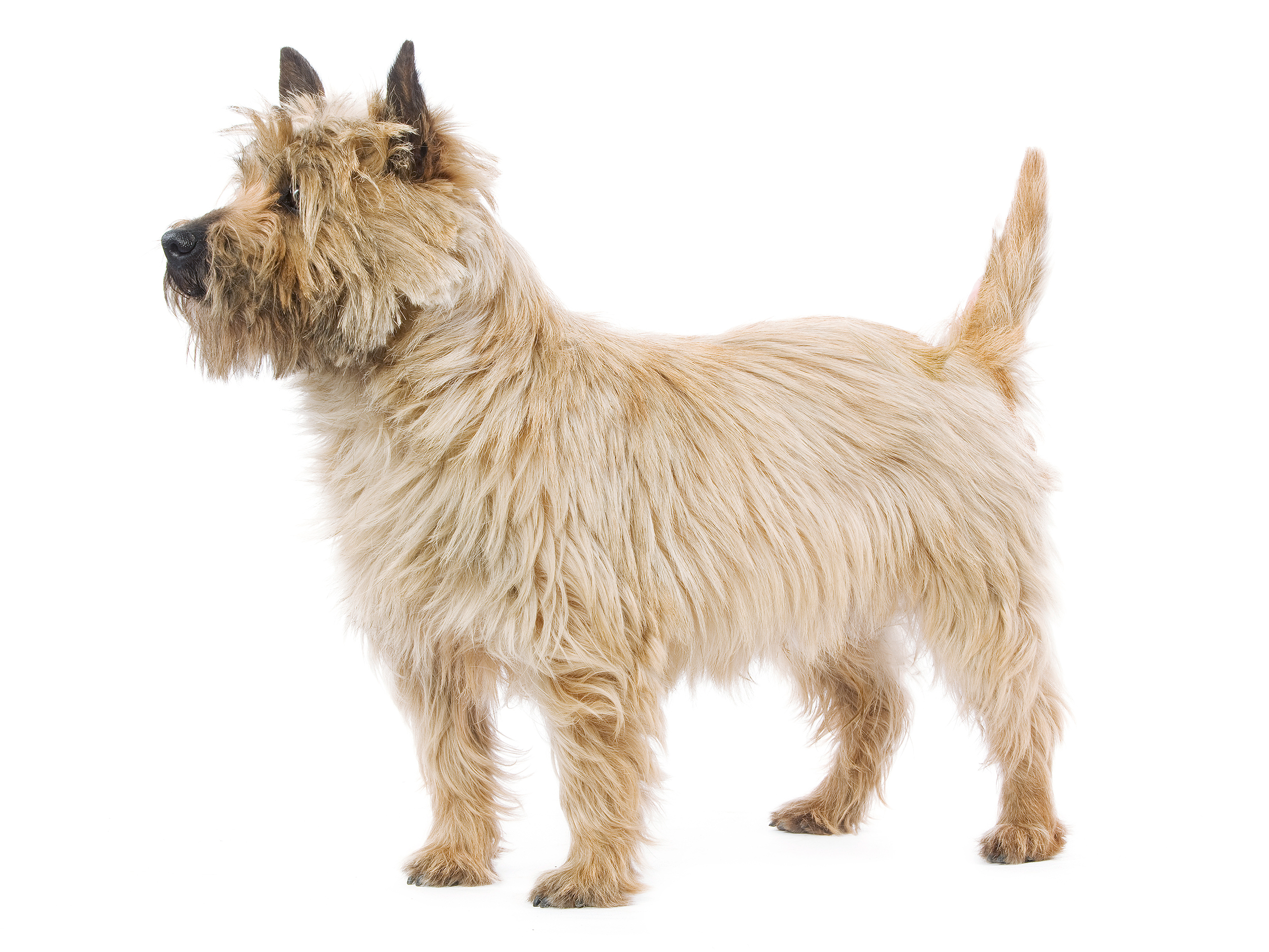 Cairn terrier black and white