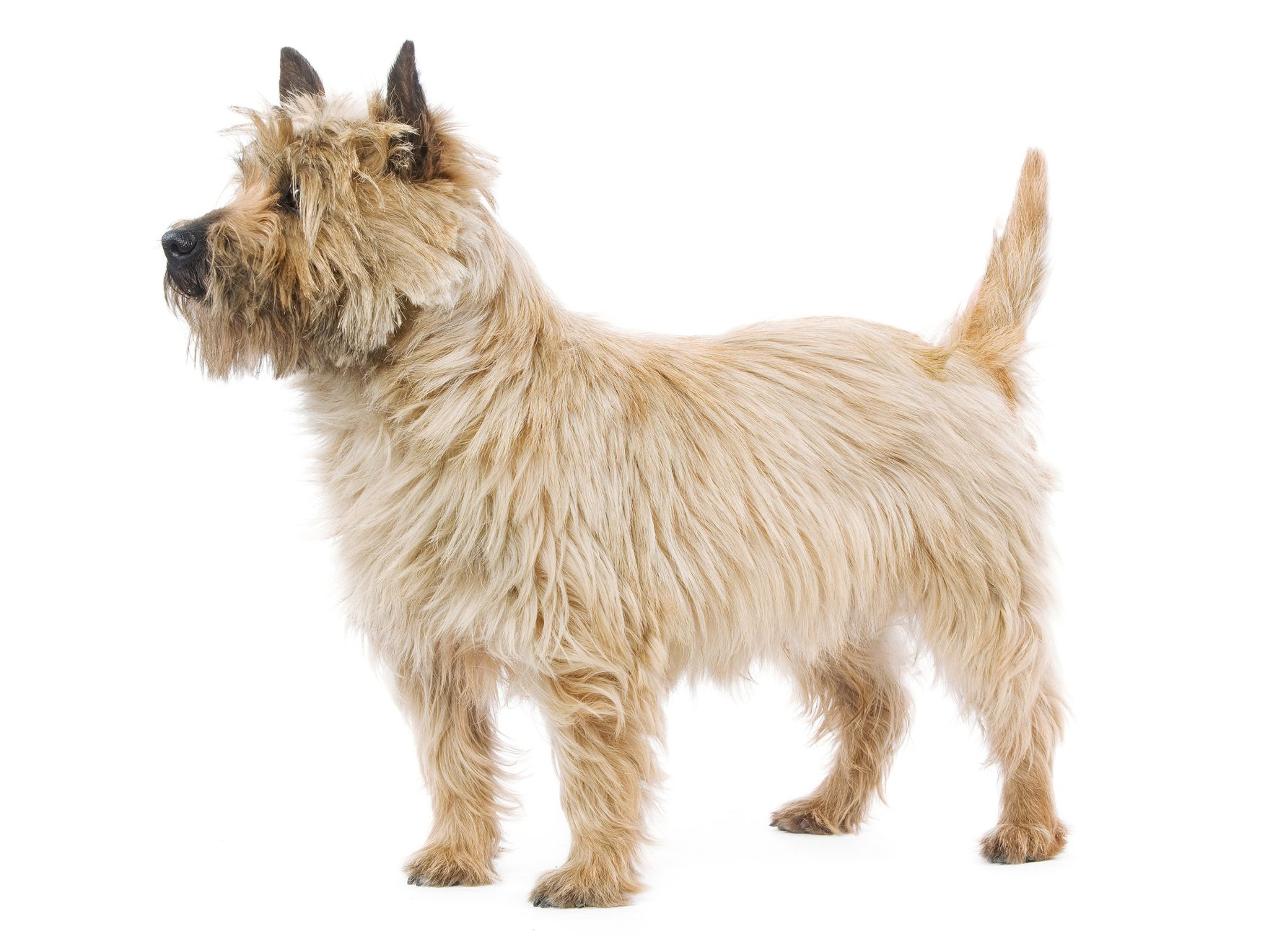 cairn-terrier-running-as-fast-as-he-can
