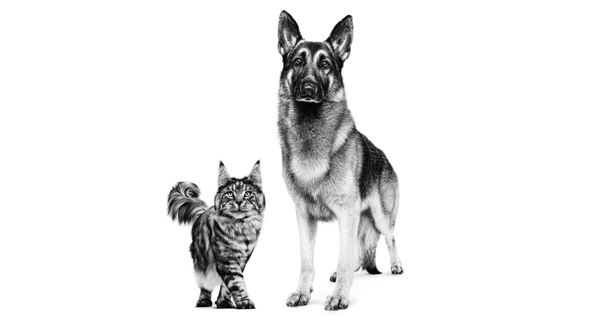 Schwarz-Weiß-Bild: Maine Coone Katze steht neben einem Deutschen Schäferhund