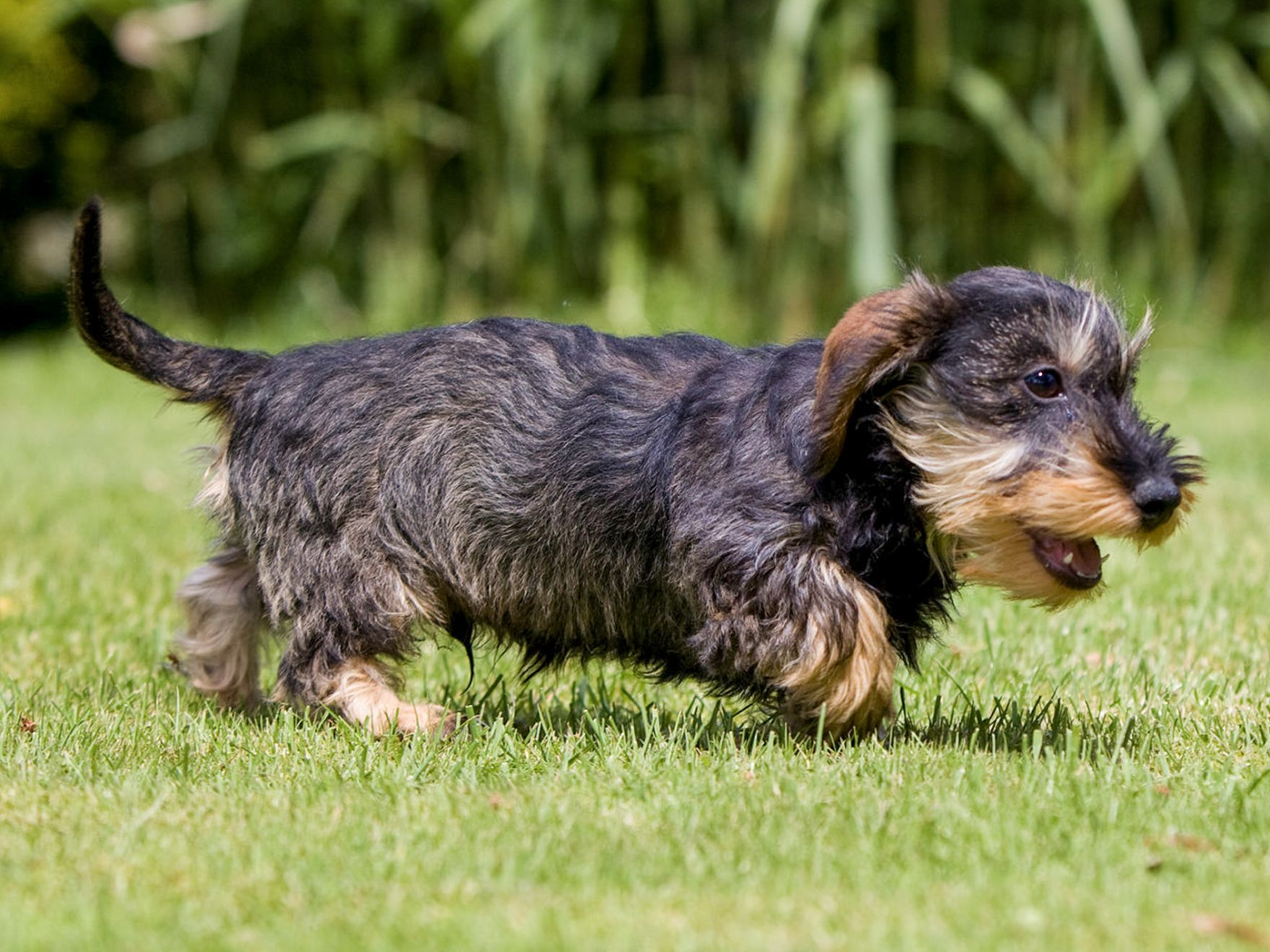 屋外の庭を走るダックスフントの子犬