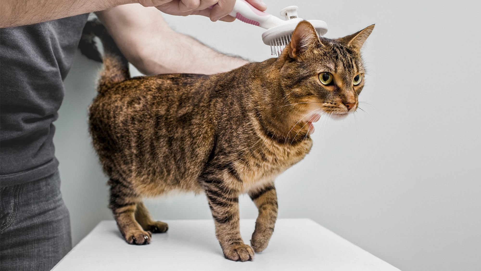 Adult cat standing on a table being brushed by its owner.