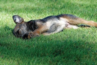 Border Terriers 