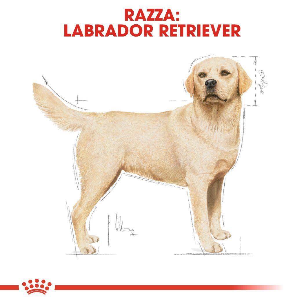 Labrador Retriever Adult