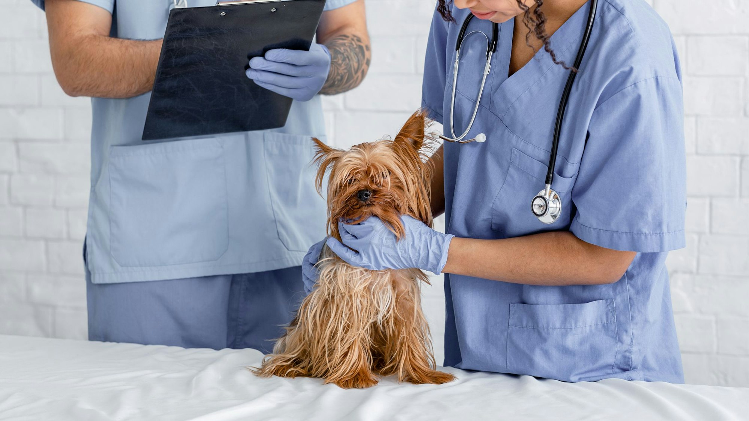 갈색 강아지를 검진하는 두 명의 수의사