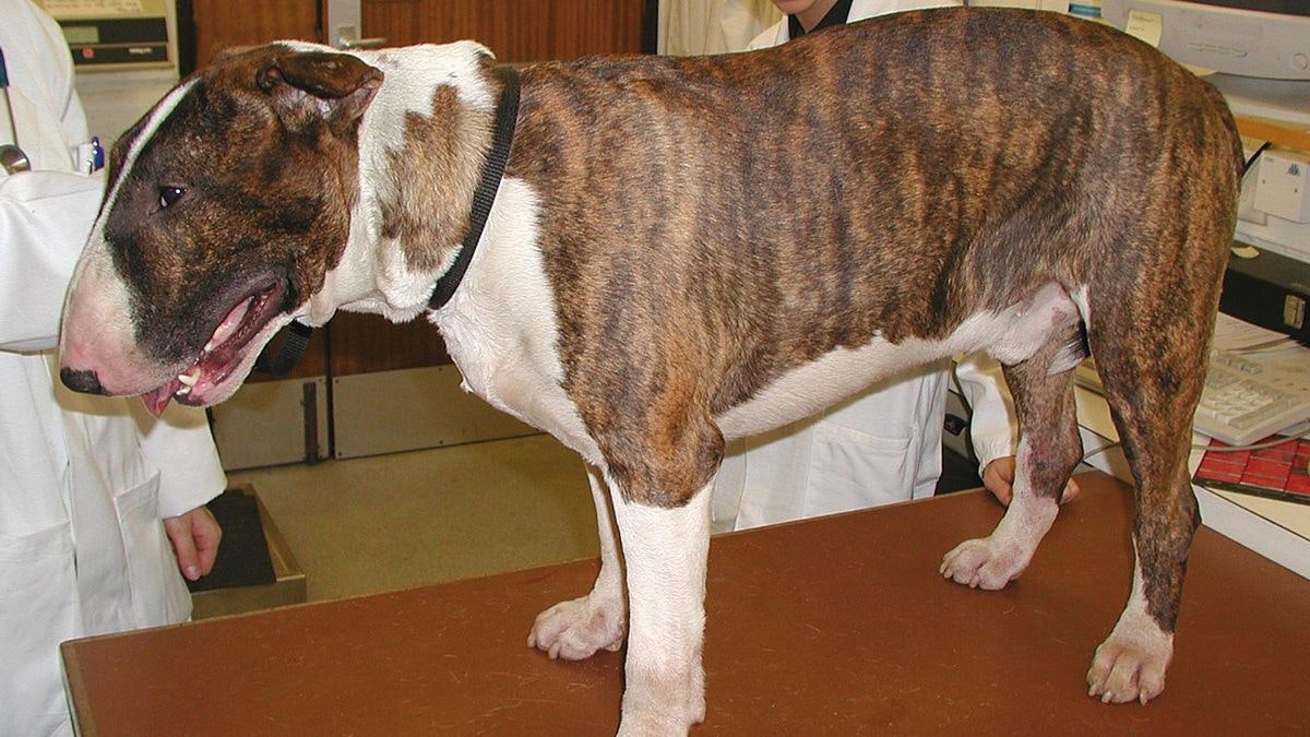 Tratamiento antiinflamatorio y antiprurítico en el perro con atopia