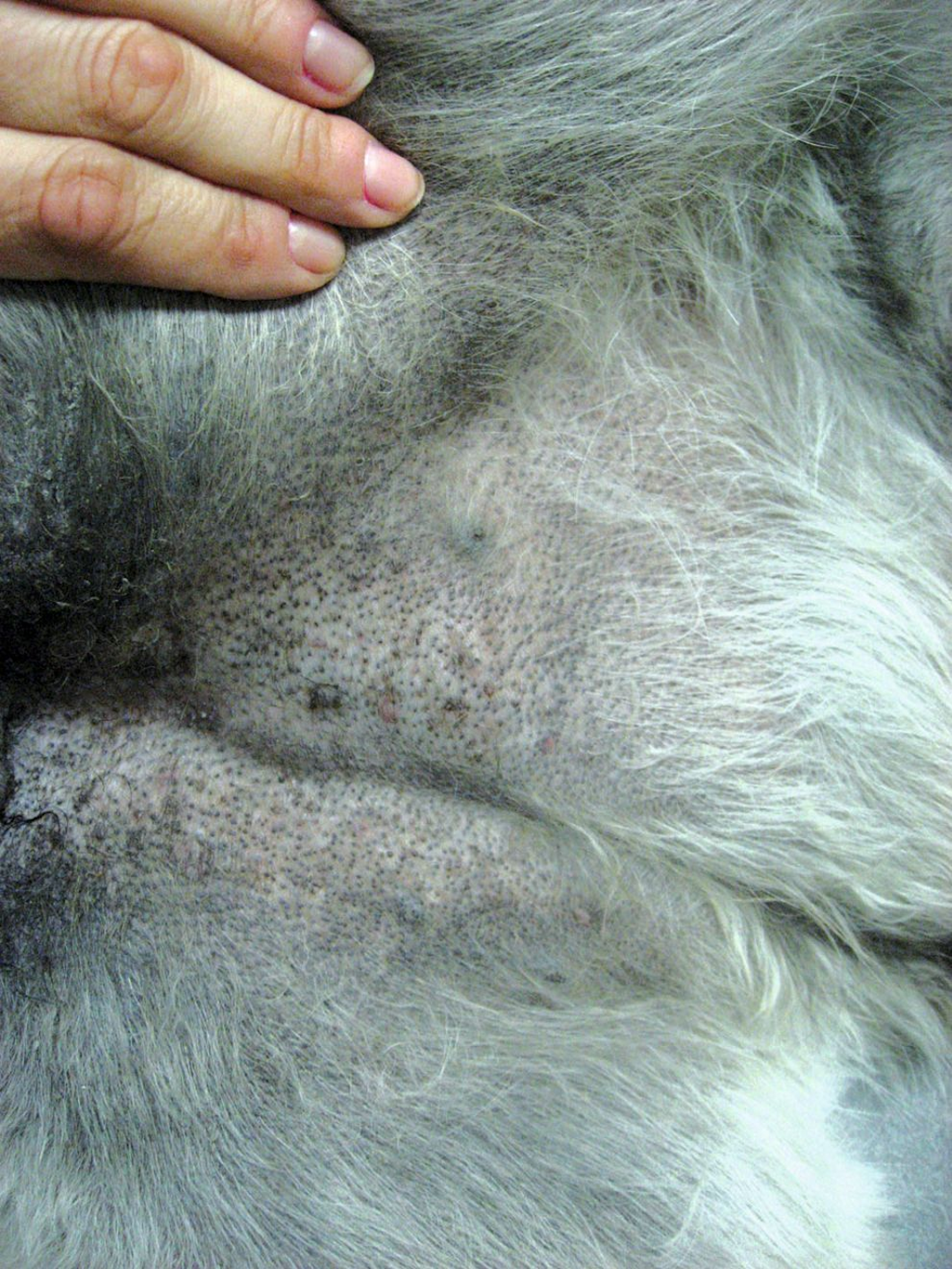 Comédons sur l’abdomen ; de nombreux Demodex canis ont été identifiés dans le produit sur les raclages cutanés effectués chez ce Schnauzer Géant de 2 ans