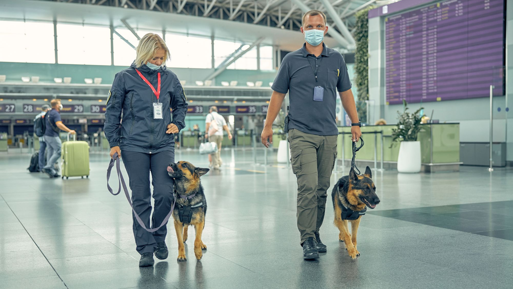 Sniffer dogs and handlers in an airport