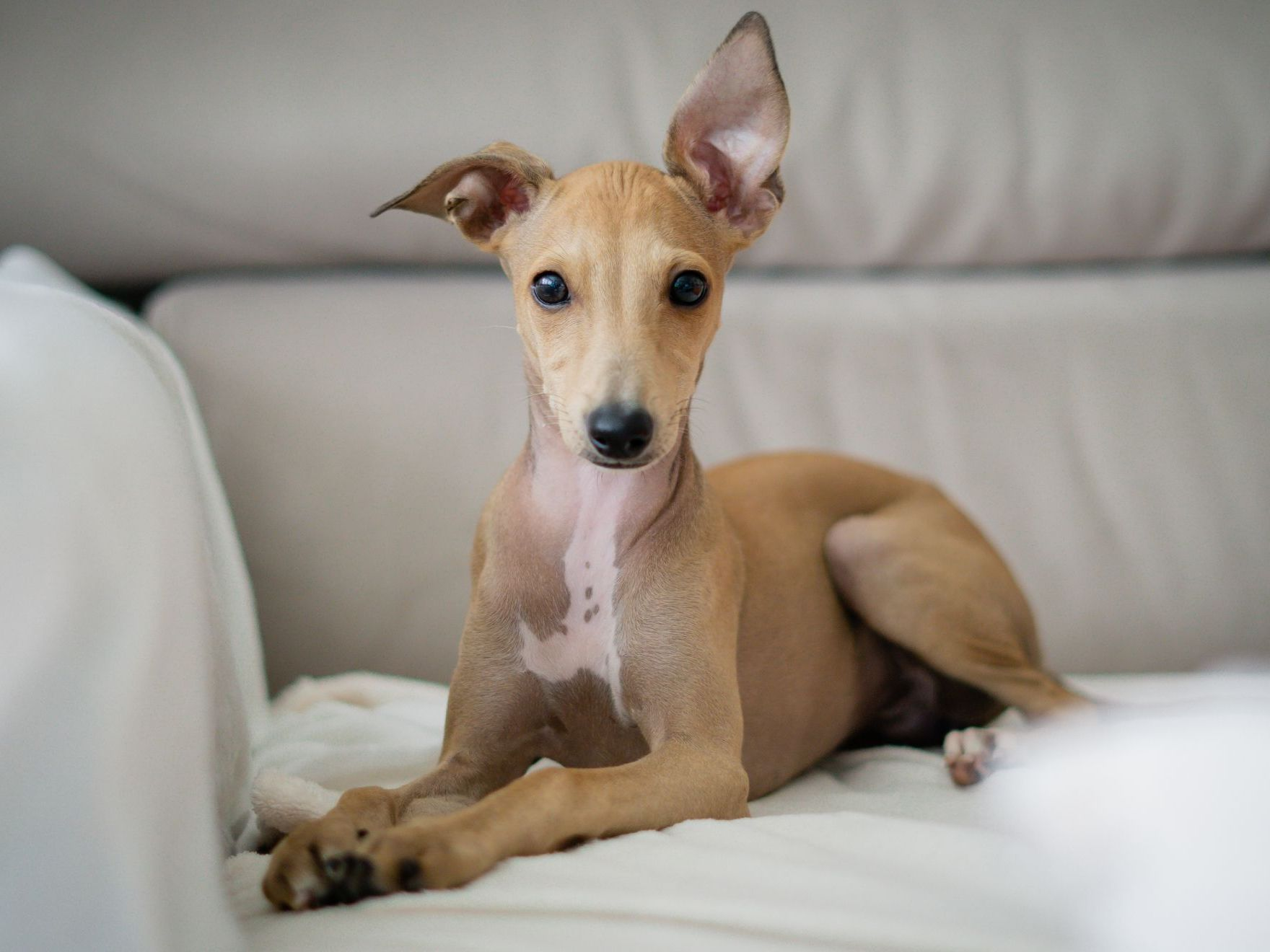 Chien de race lévrier italien à la maison.