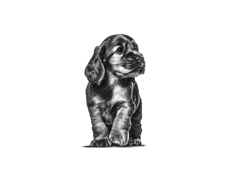 En cocker spaniel-valp står i svartvitt mot en vit bakgrund