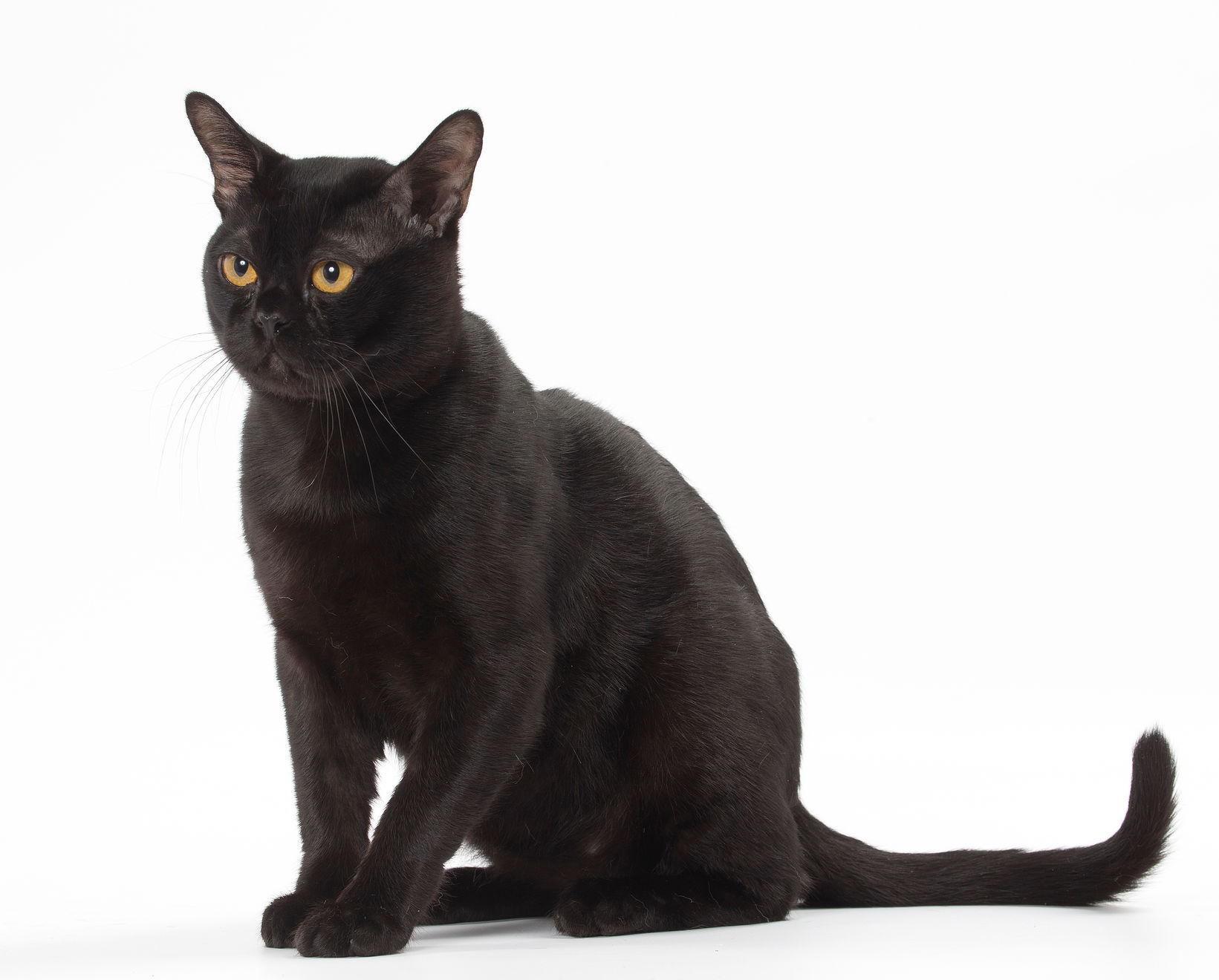 Bombay adult in black and white