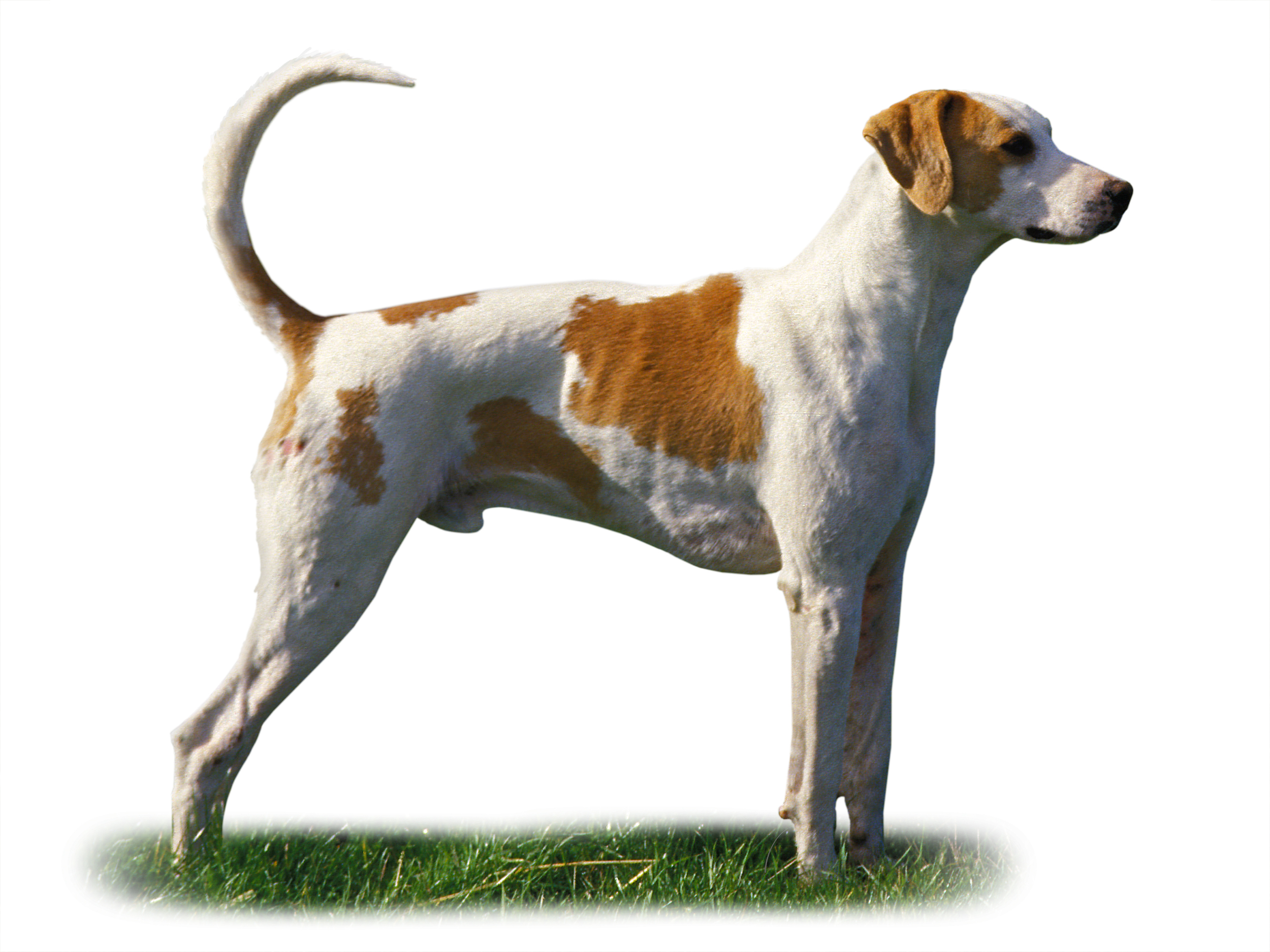 French white and orange hound adult black and white