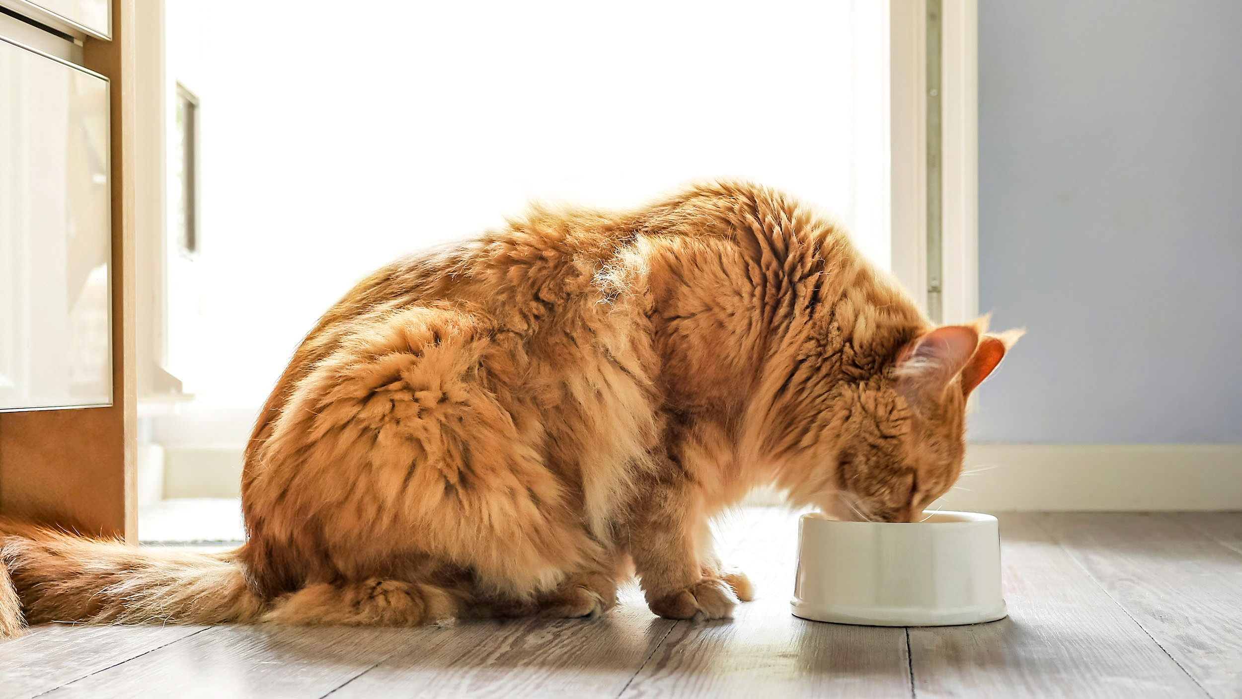 Adult cat eating from a metal bowl at home