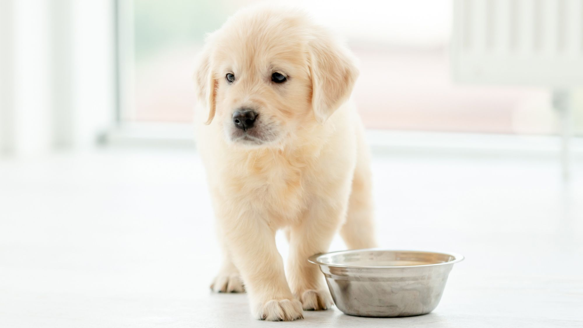 Puppy by a bowl
