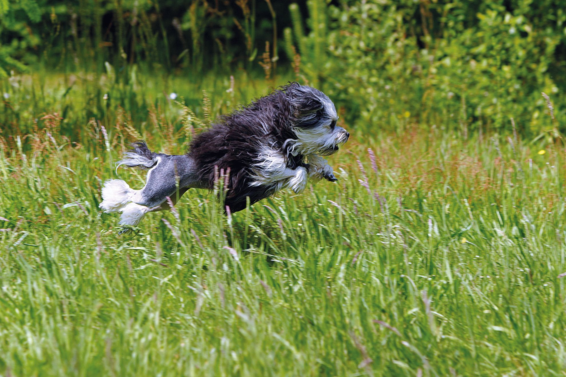 Lowchen running through field of long grass
