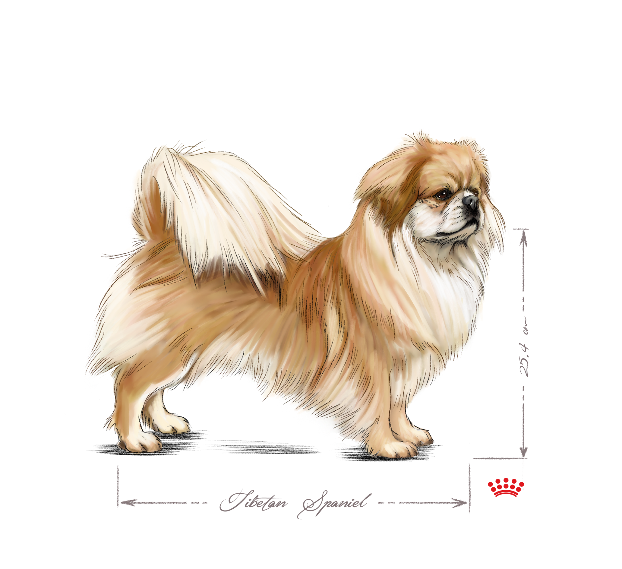 Tibetan Spaniel adult black and white