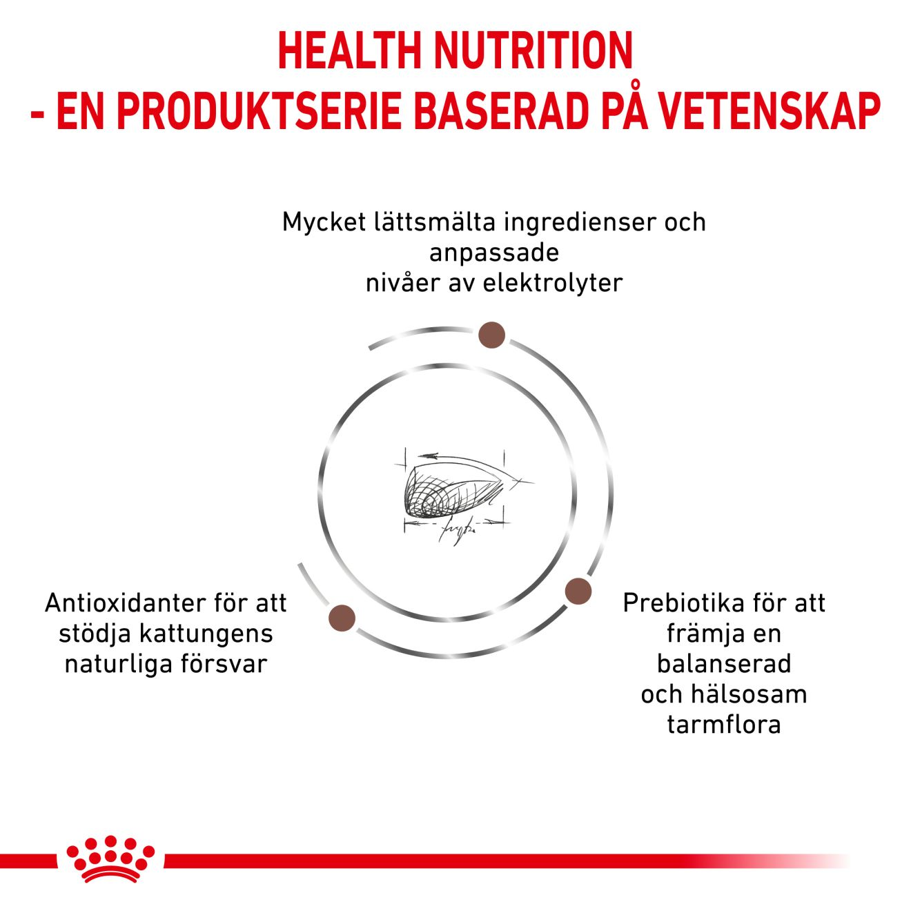 Gastrointestinal Kitten