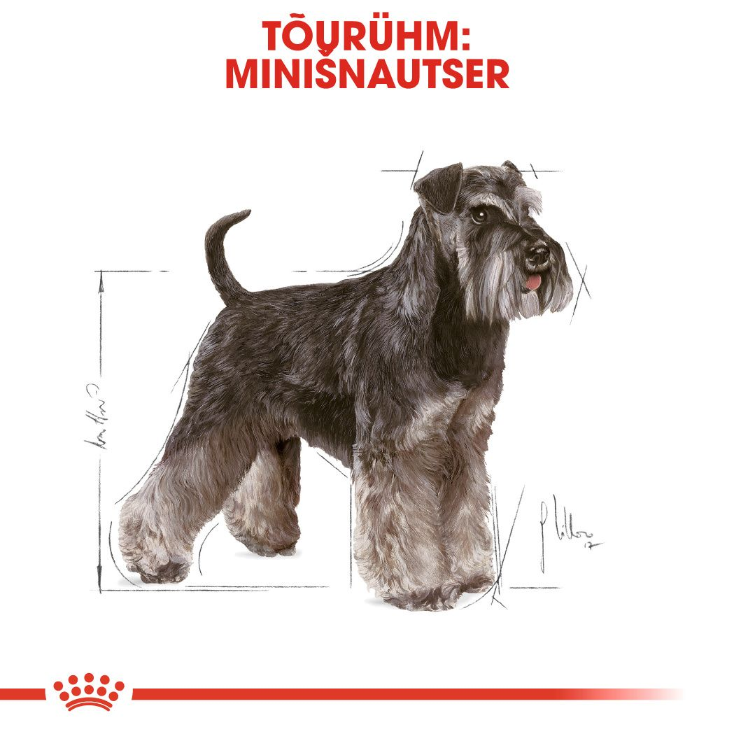 Royal Canin Miniature Schnauzer Adult kuivtoit