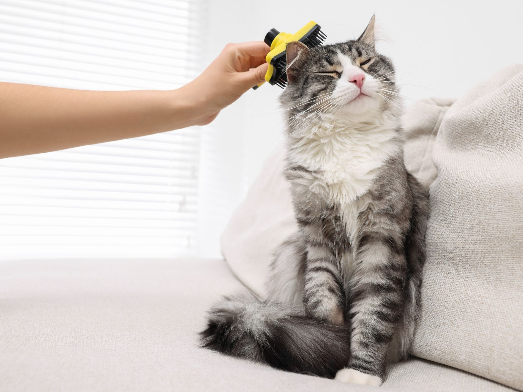 Kvinna som borstar sin katt på soffan hemma
