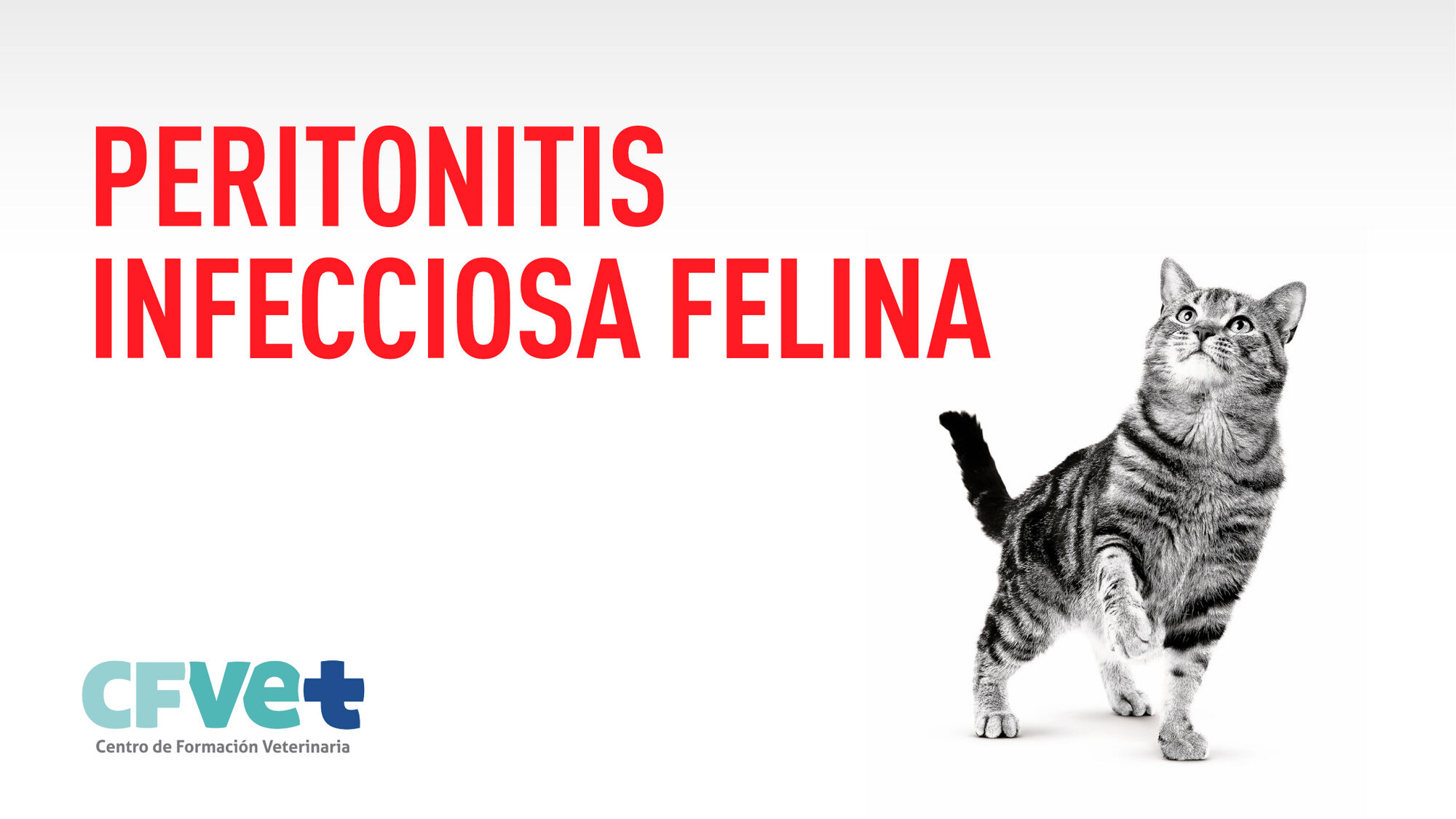 Peritonitis infecciosa Felina