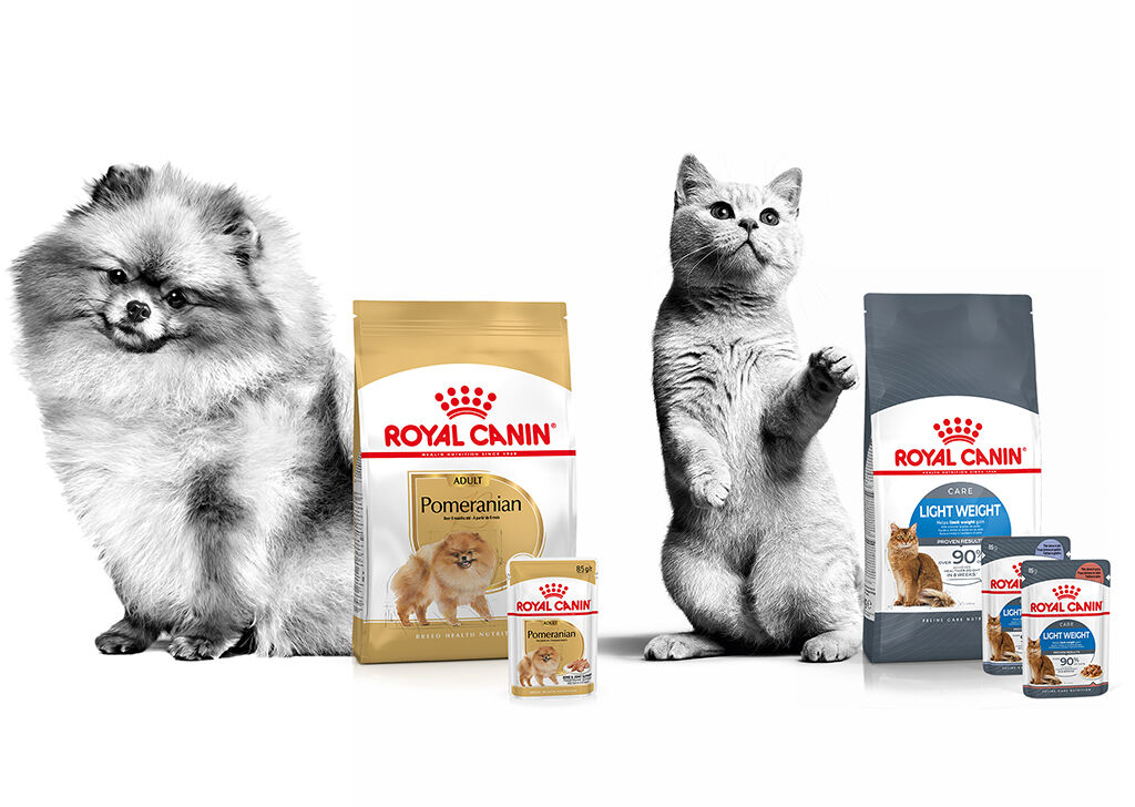 Acheter des croquettes pour chat Royal Canin