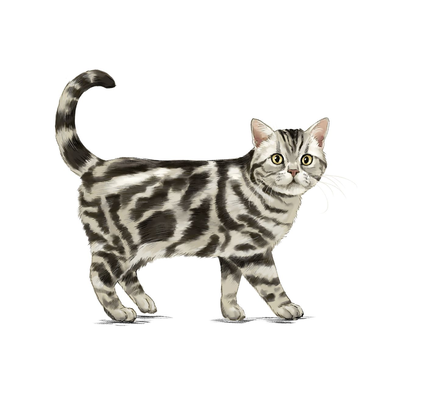 Illustration of an American Shorthair