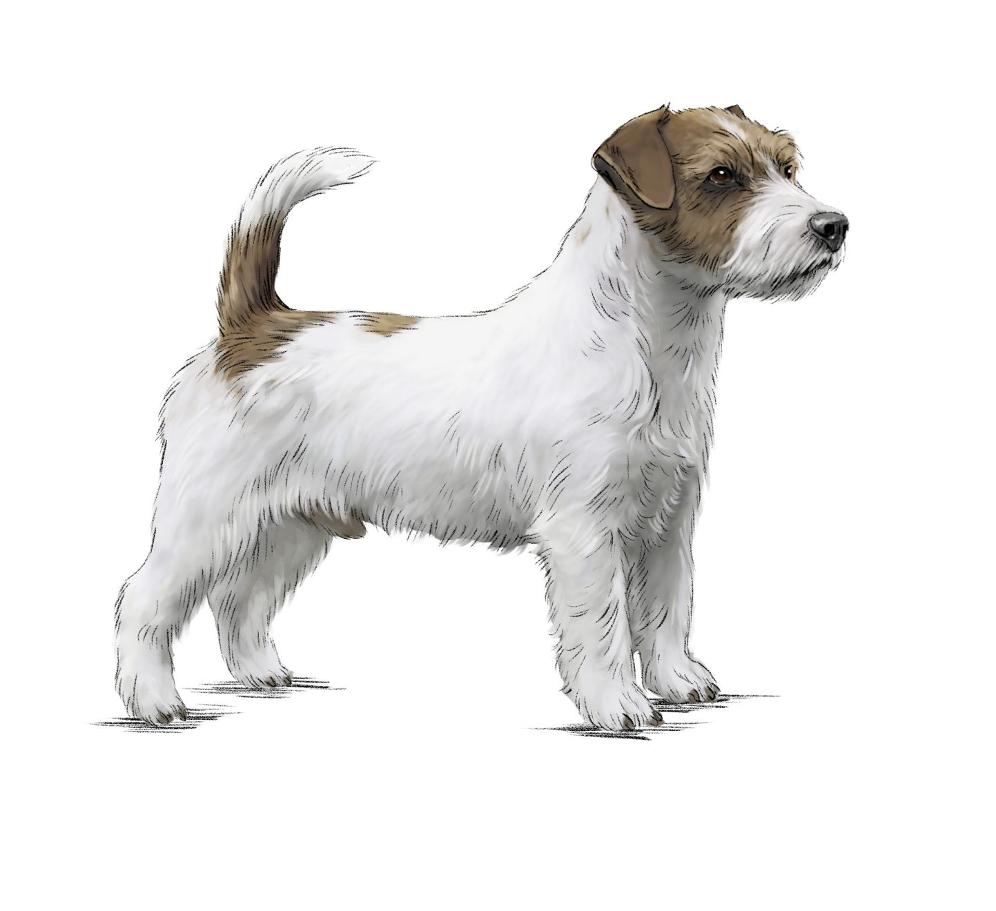 Illustration eines Jack Russel