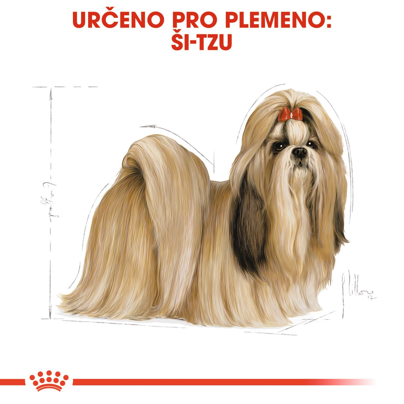 SHIH TZU Adult