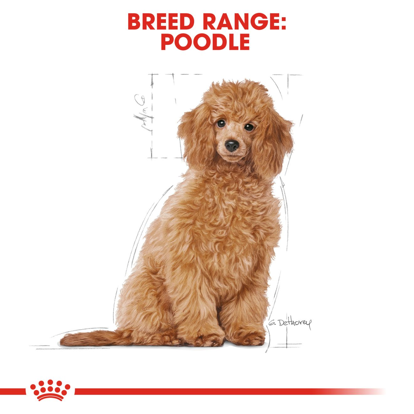 Poodle junior 2025 royal canin