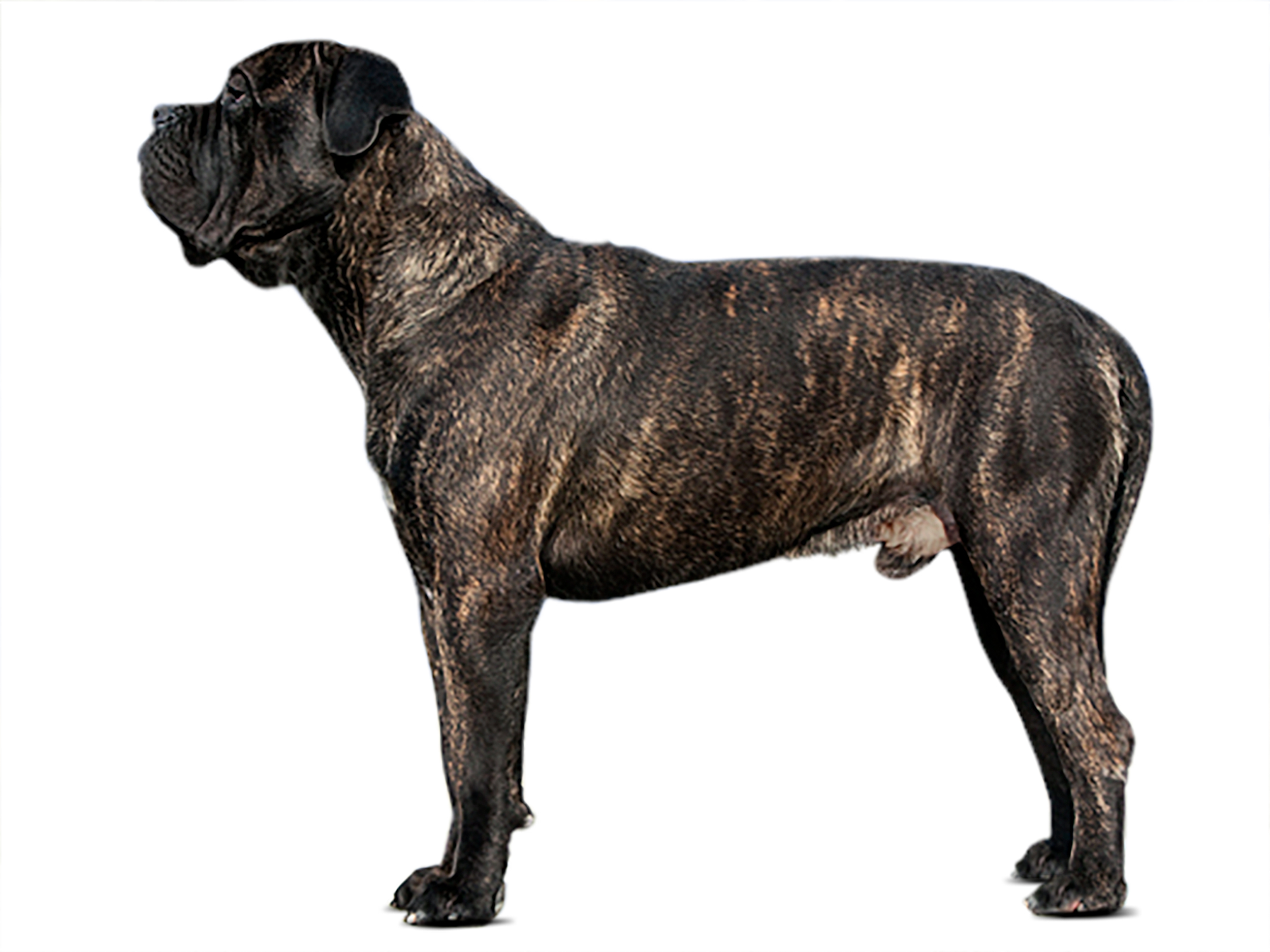 Cane corso black and white