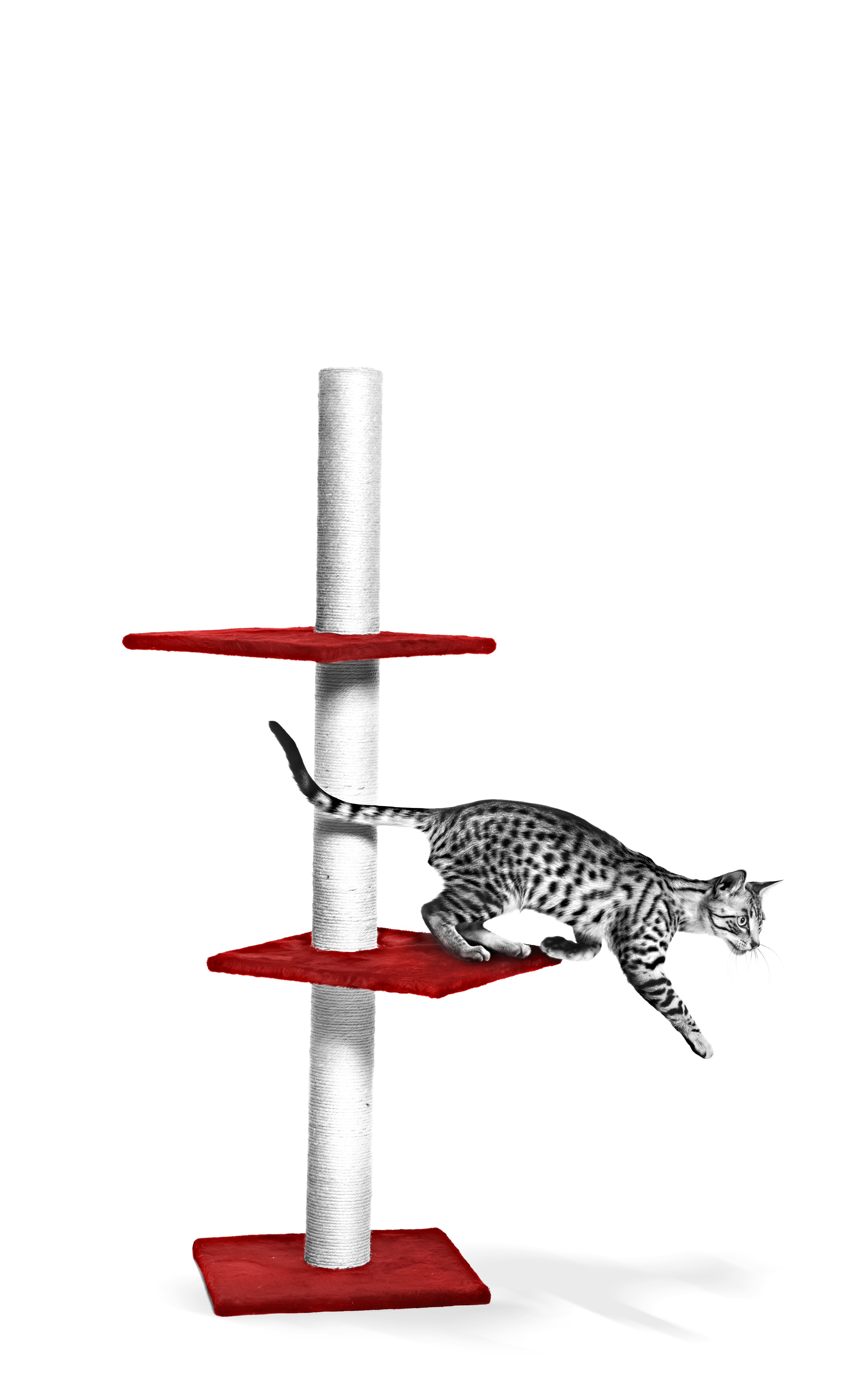 Mau Egipcio sobre un rascador, blanco y negro en fondo blanco