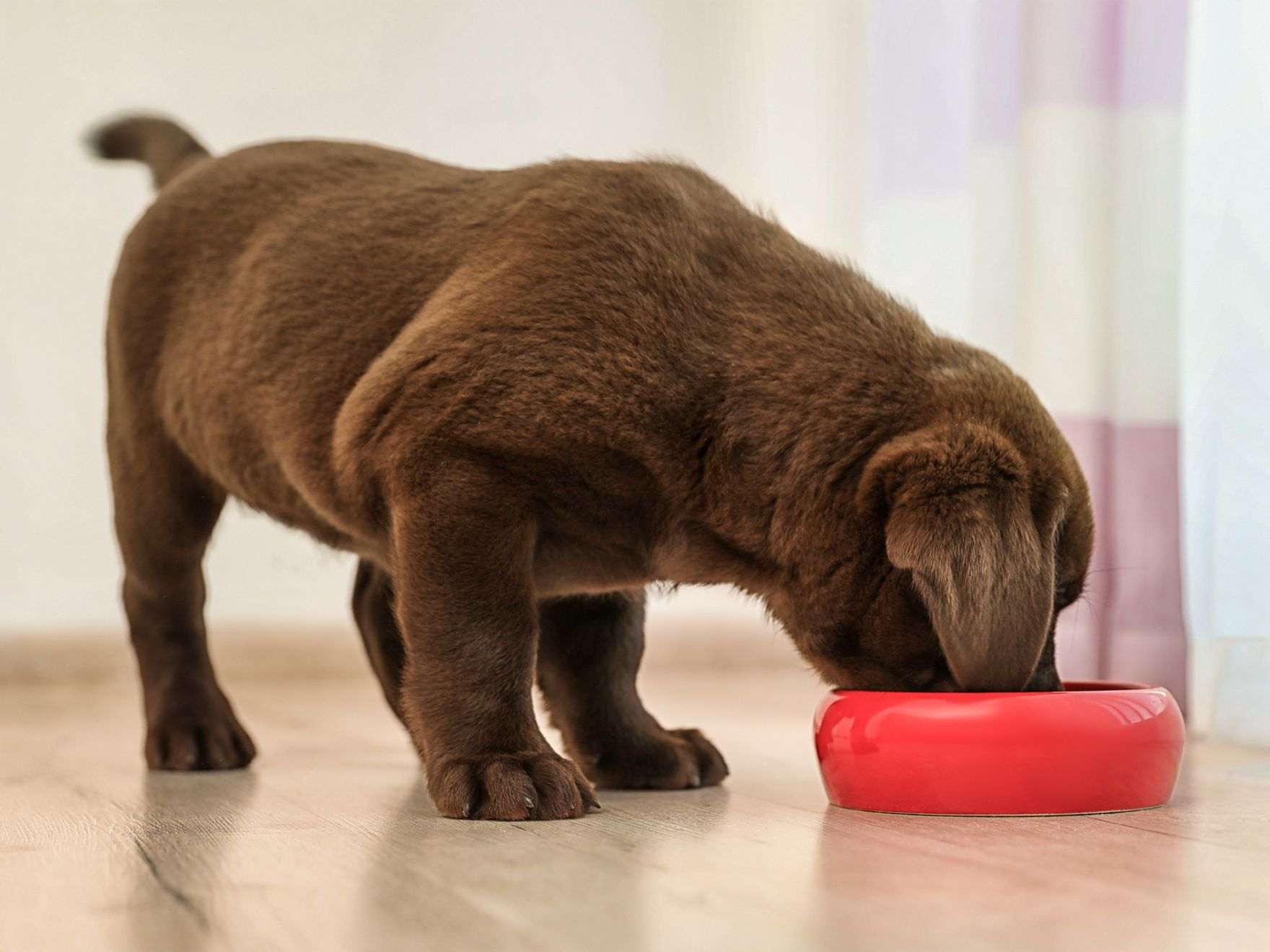 Chocolate Labrador Retriever puppy eating from a red bowl