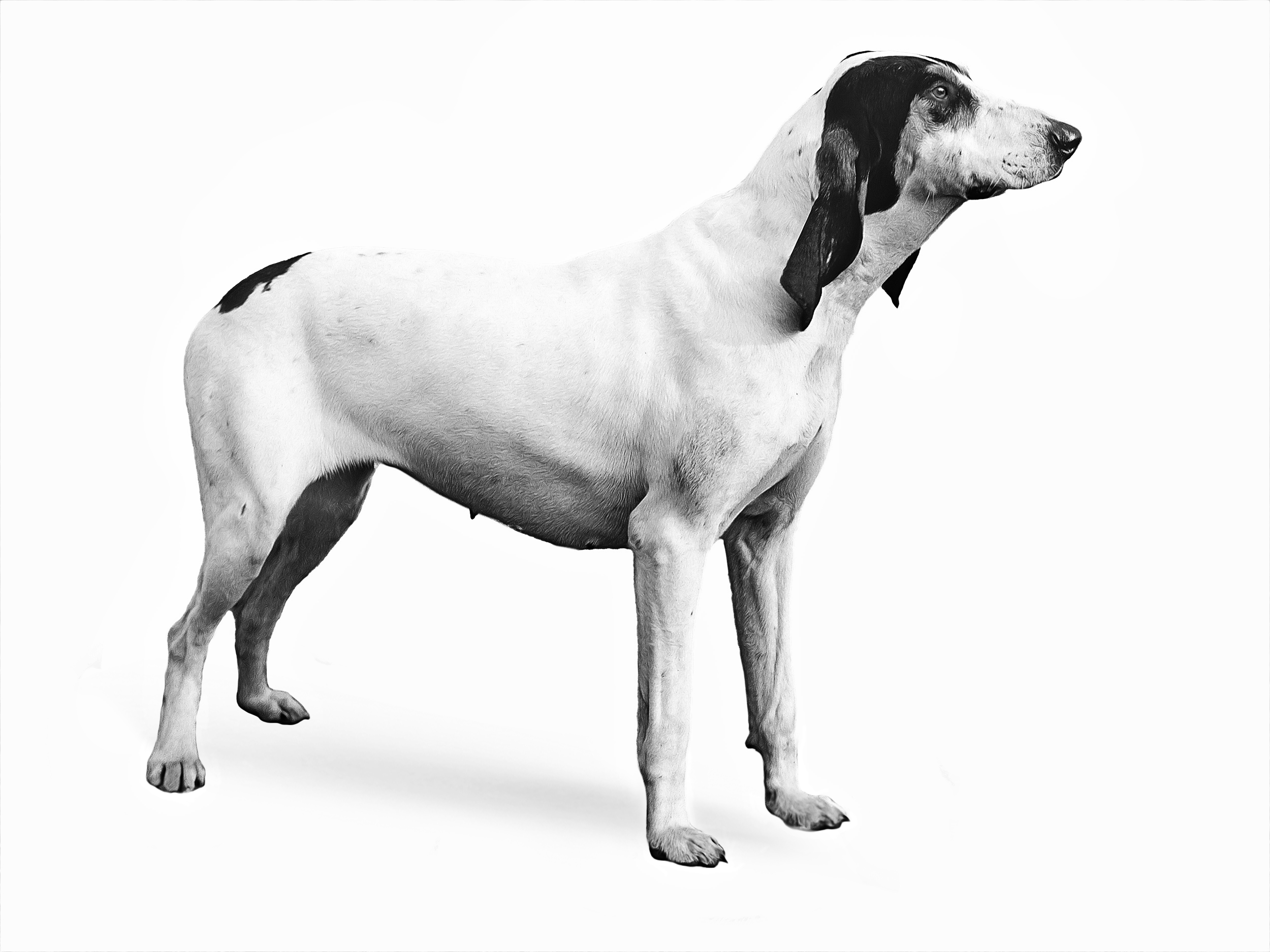 Gascon hound best sale