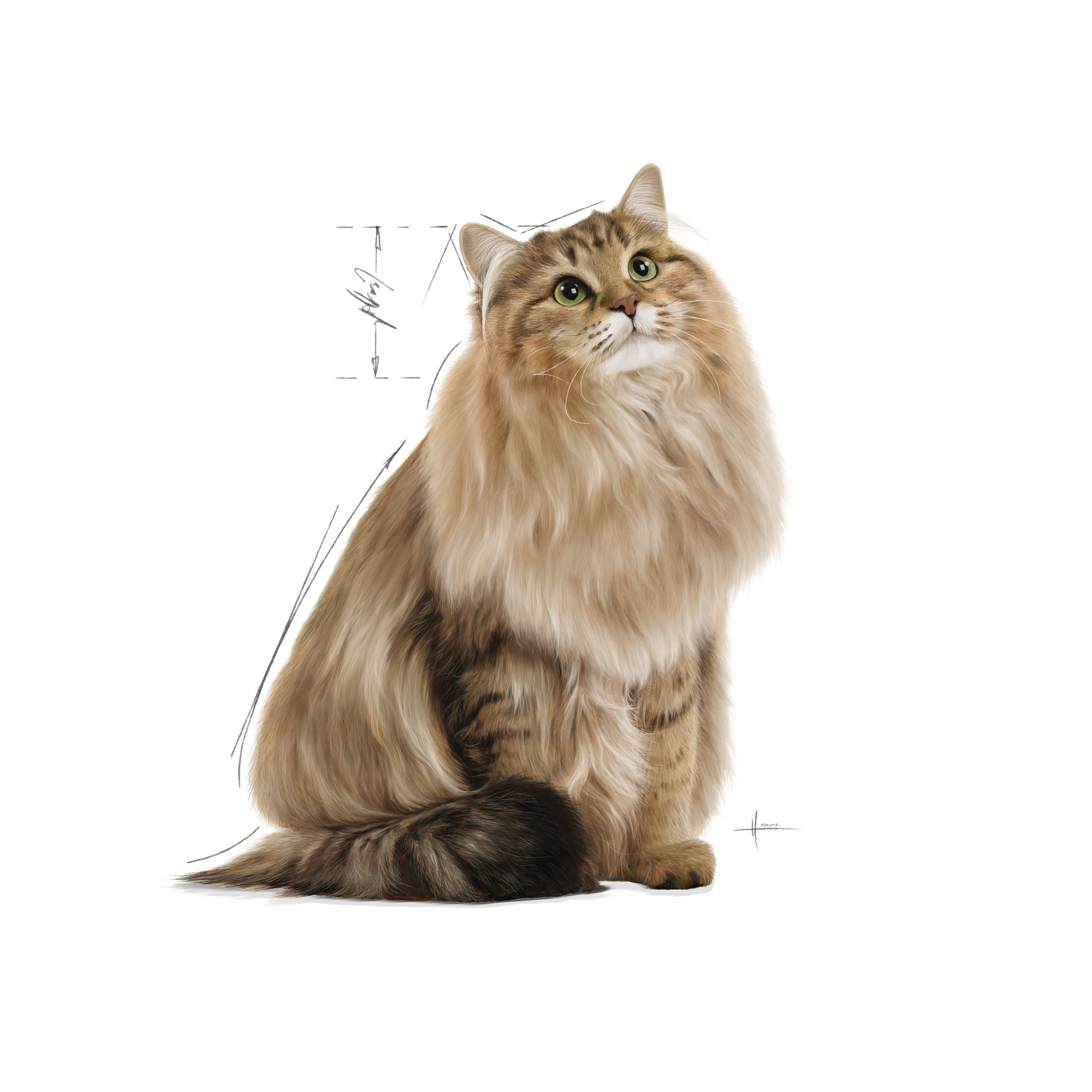Ultra Light Gravy | Royal Canin PA