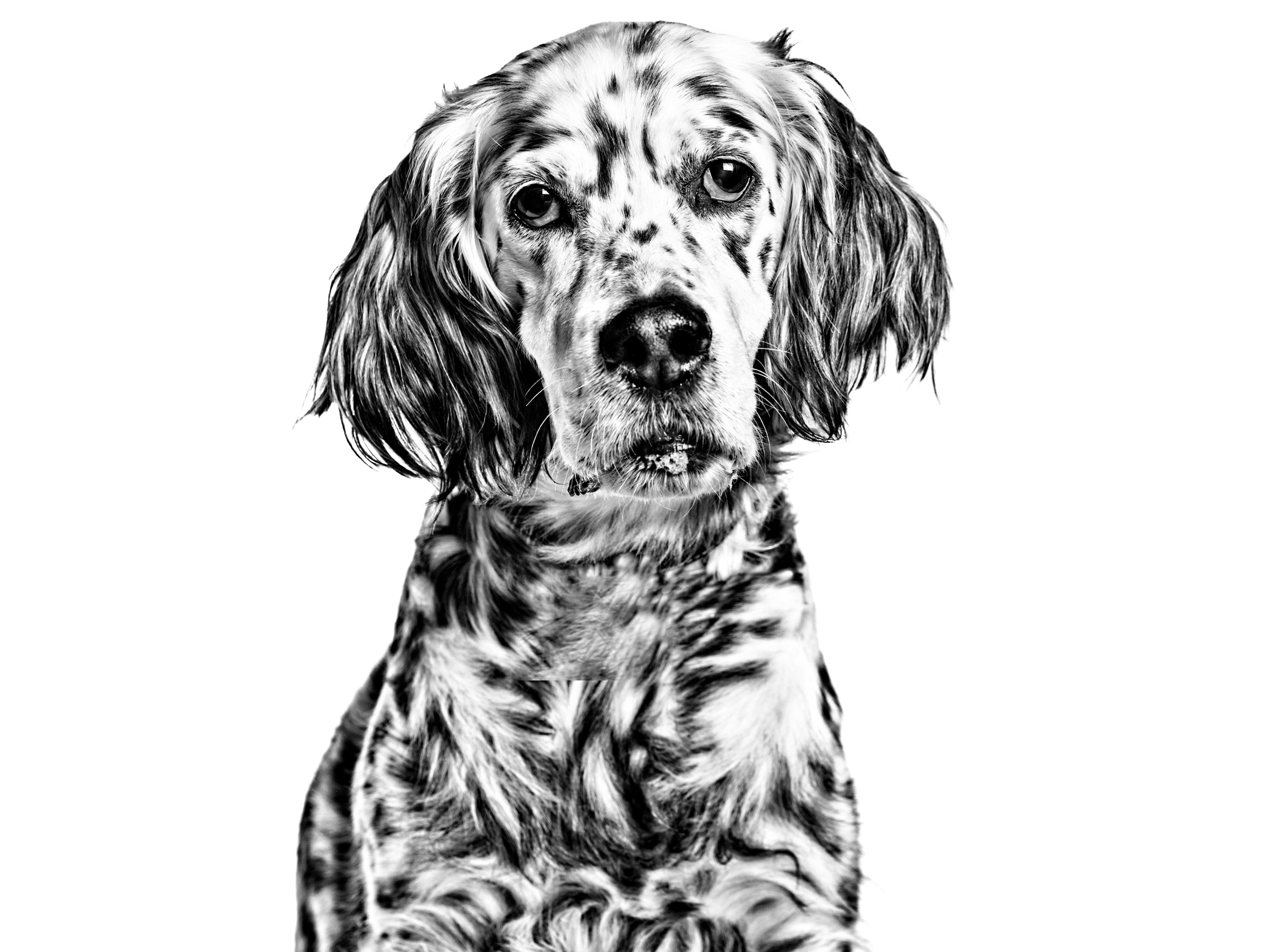 French spaniel adult black and white