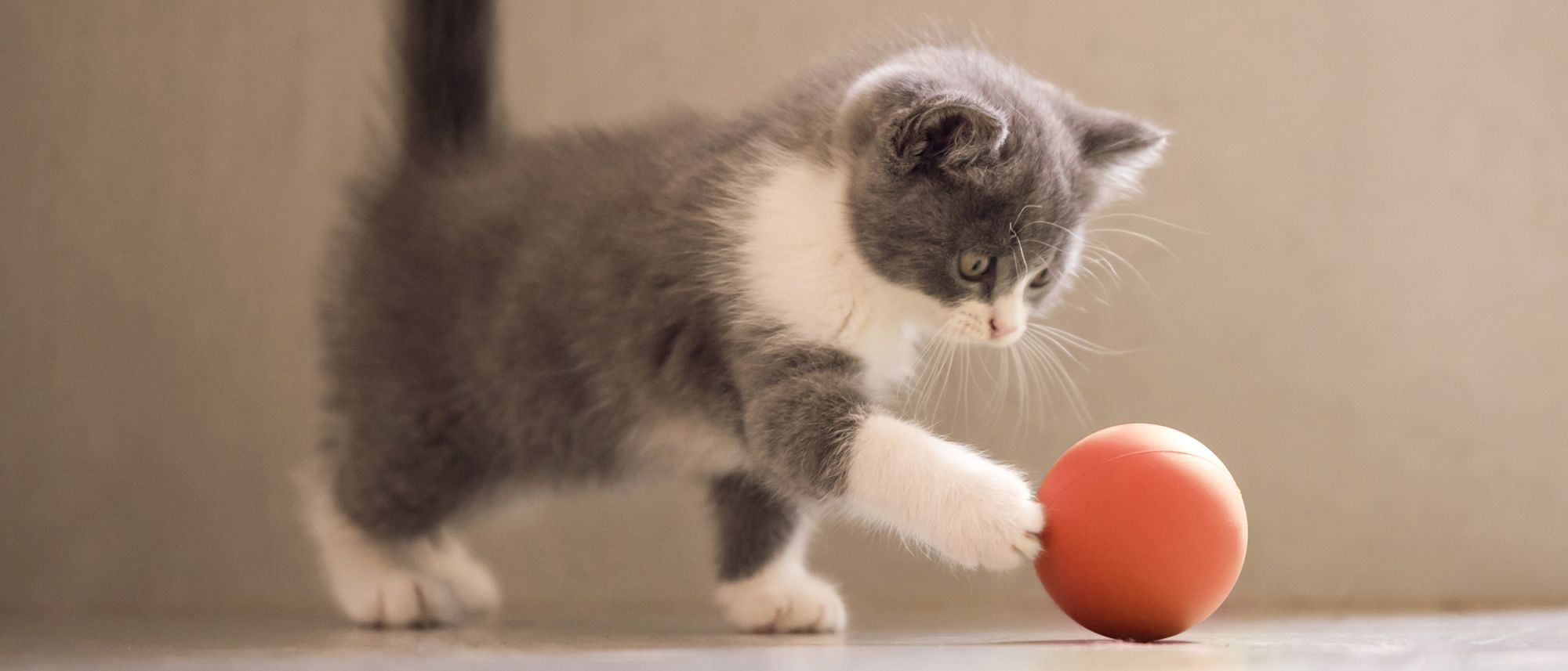 Kitten playing with a red ball