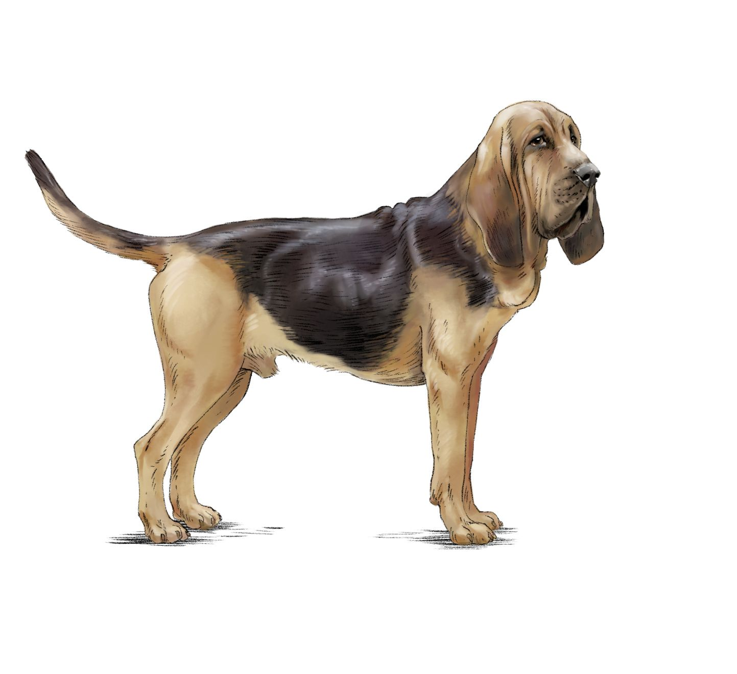 Illustration d'un chien de Saint-Hubert debout