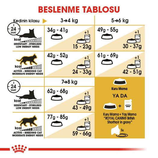 British Shorthair Adult