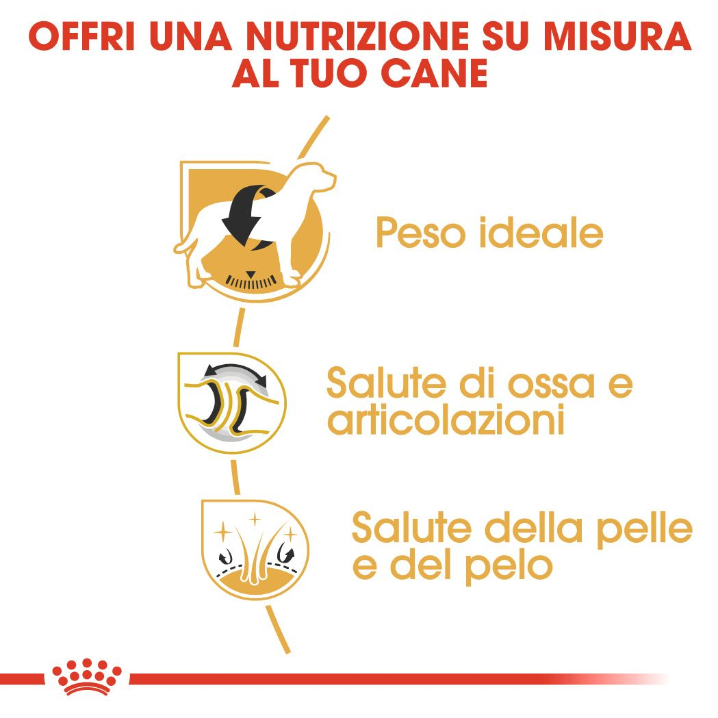 Labrador Retriever Adult 