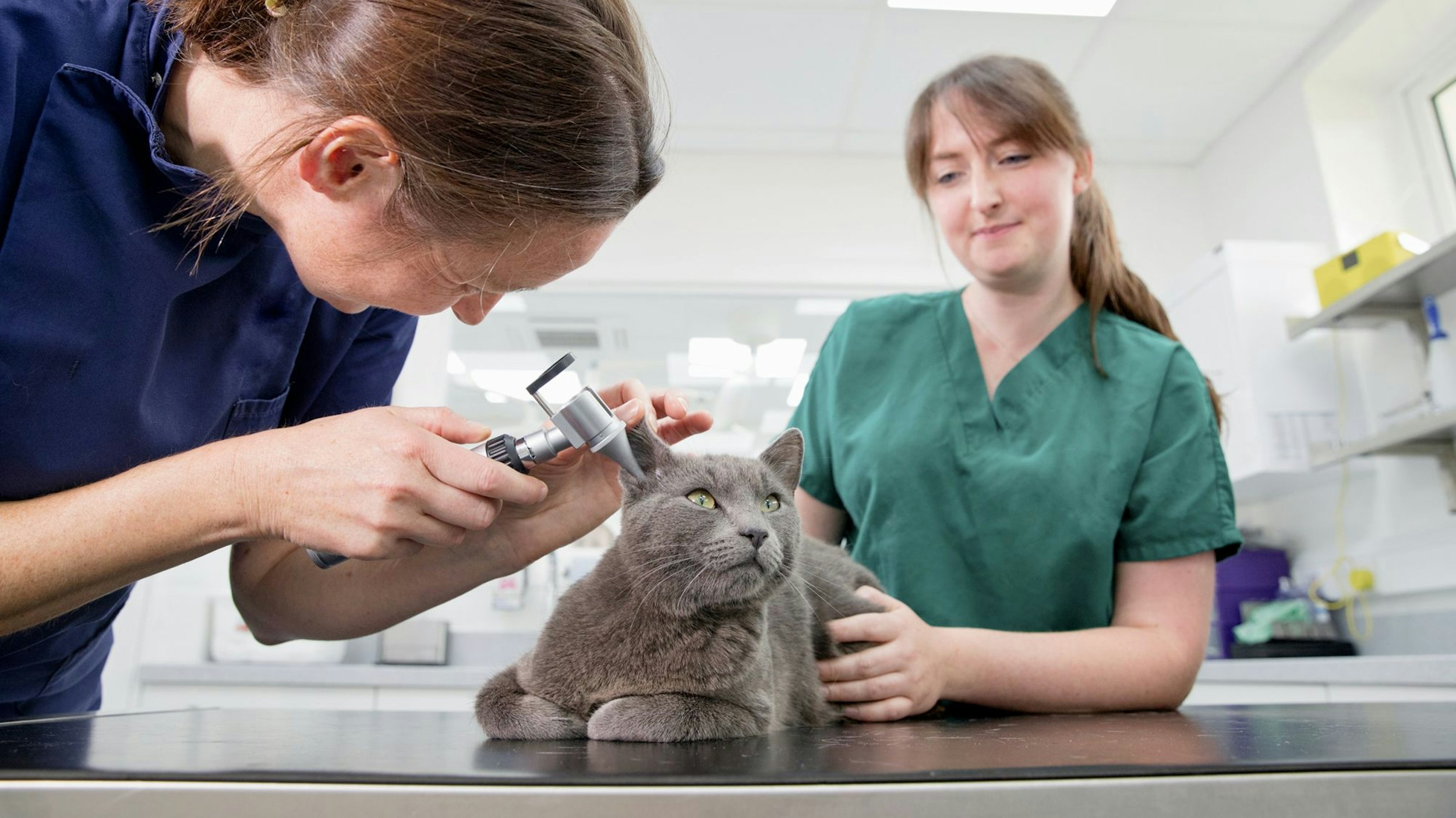 Tierärztin und tiermedizinische Fachangestellte untersuchen die Ohren einer grauen Katze.