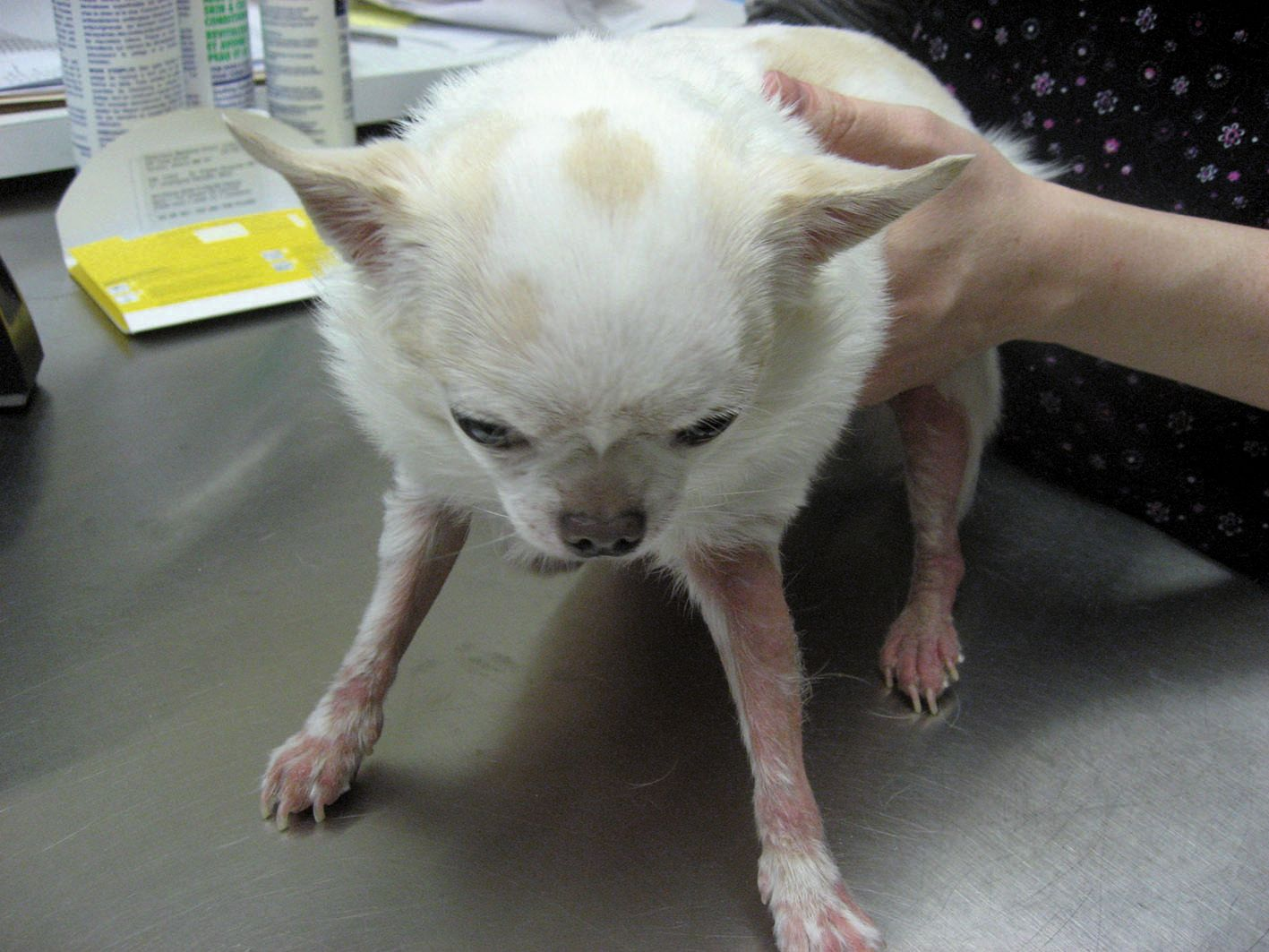 Vet Focus 25 2 Comment J Aborde La Demodecie Royal Canin