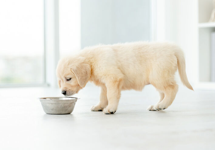 幼犬吃飼料