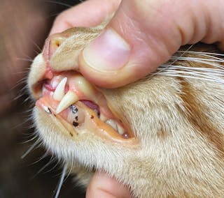 Ittero in un gatto maschio castrato di 4 anni con lipidosi epatica idiopatica