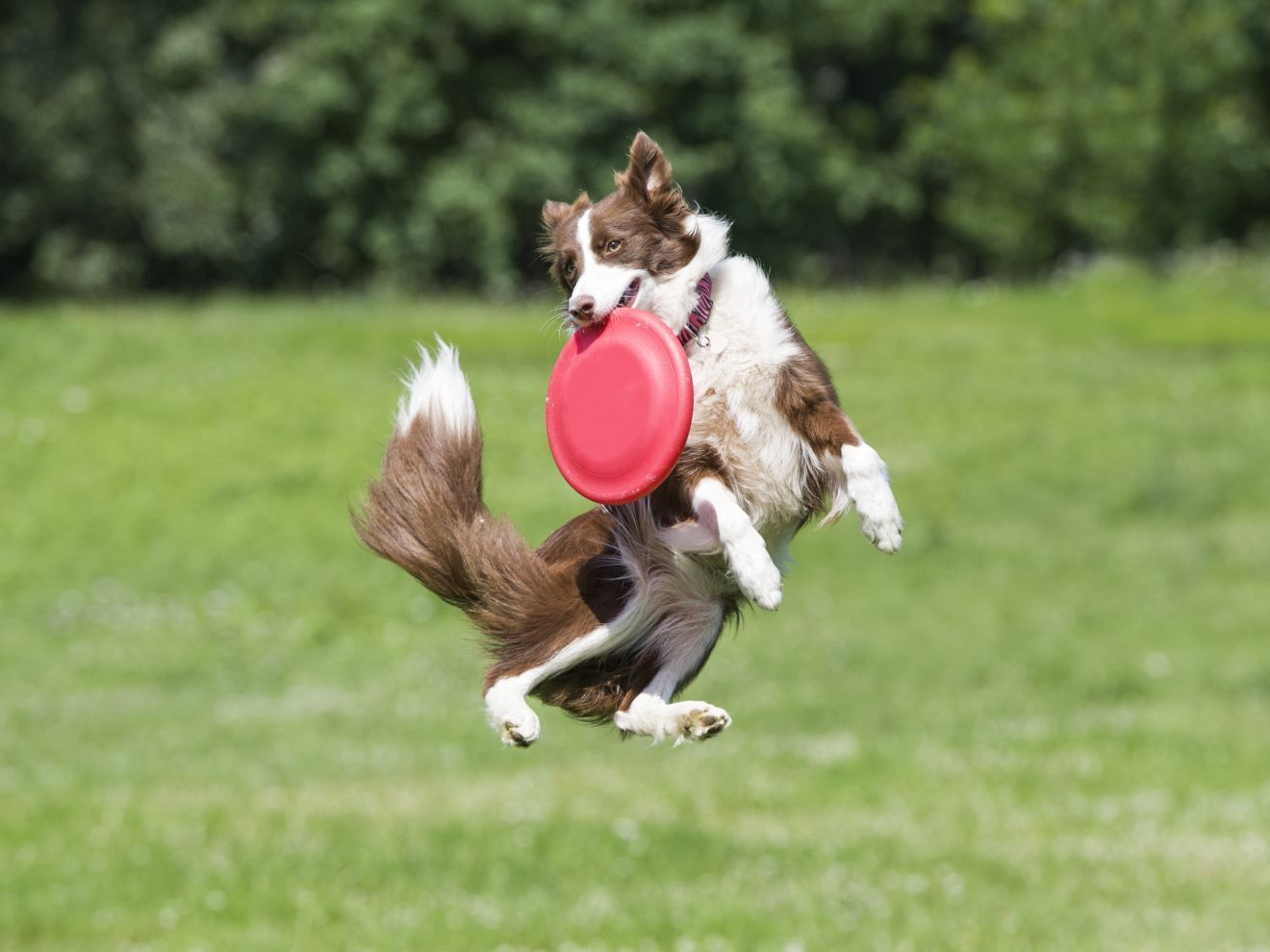 cane con frisbee