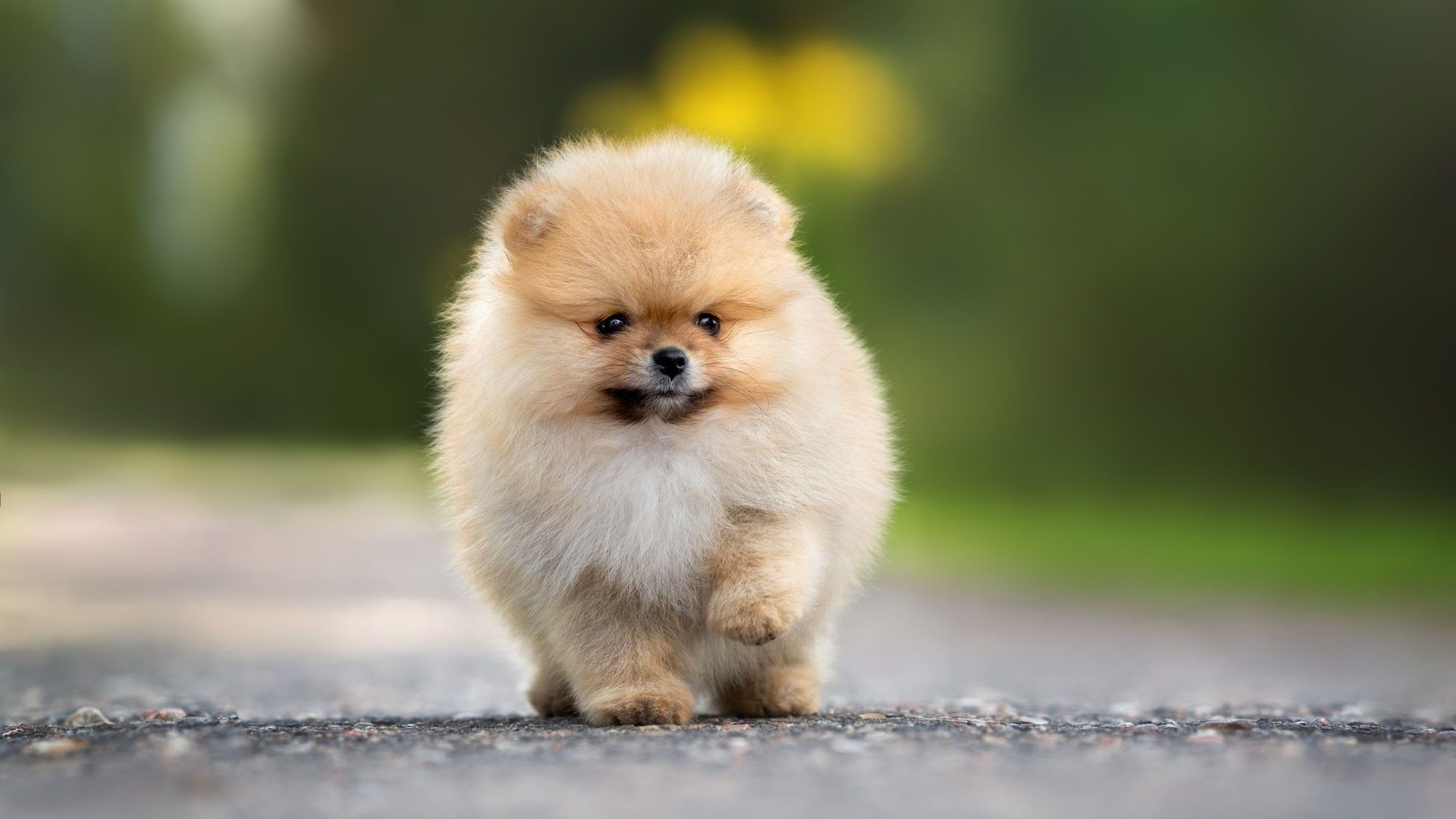 Chiot loulou de Poméranie marchant sur la route en été