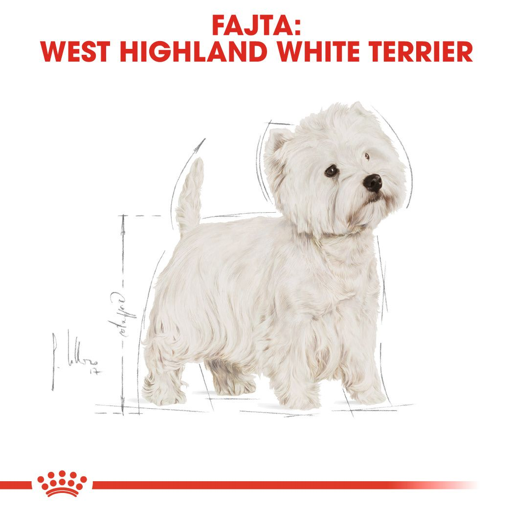 West Highland White Terrier Adult